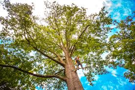 Trusted Cedar Grove, FL Tree Services Experts