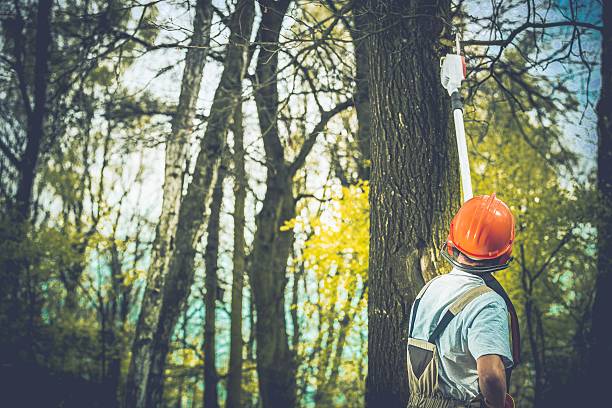 How Our Tree Care Process Works  in  Cedar Grove, FL